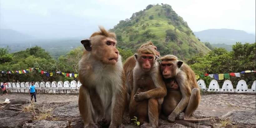 Sri Lanka Bentota: Day Trip to Sigiriya and Dambulla Temple - Transport, guiding, and group size