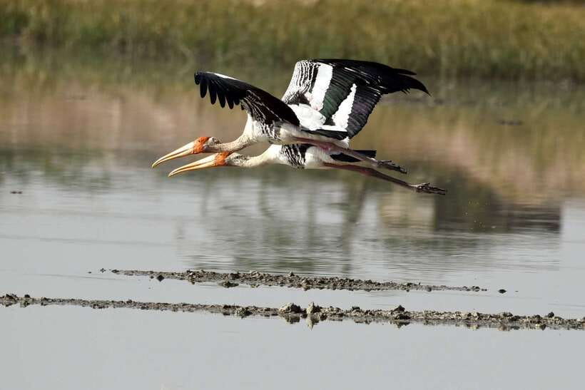 Sri Lanka Bentota: Private Mangrove Lagoon and River Cruise - Key points at a glance