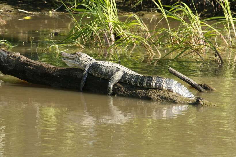 Sri Lanka Bentota: Private Mangrove Lagoon and River Cruise - Who will enjoy this river cruise