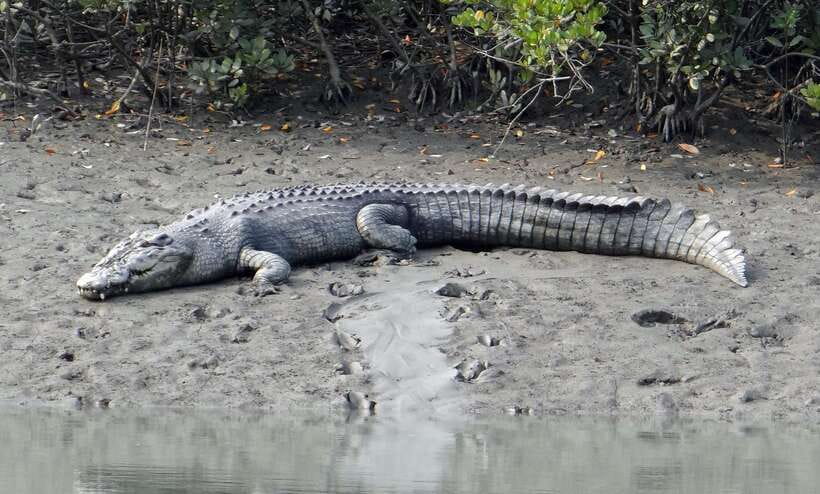Sri Lanka Bentota: Private Mangrove Lagoon and River Cruise - Leaving from the Bentota bridge