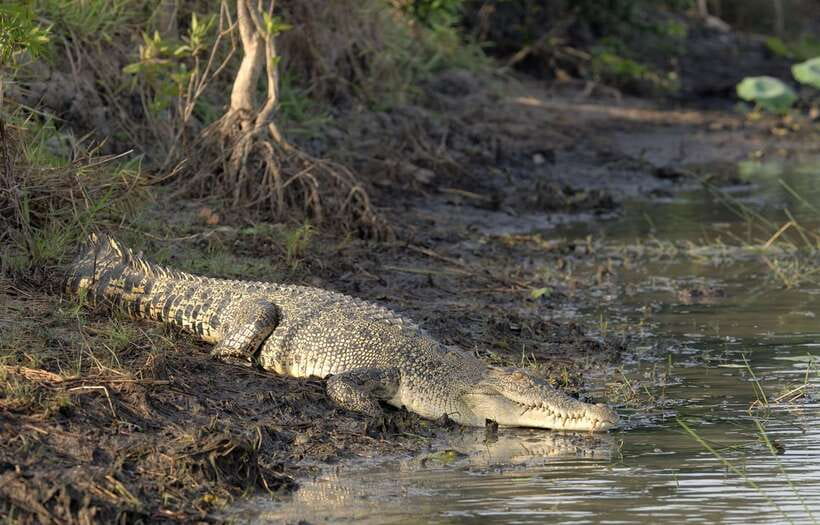 Sri Lanka Bentota: Private Mangrove Lagoon and River Cruise - What the two-hour timing really gives you