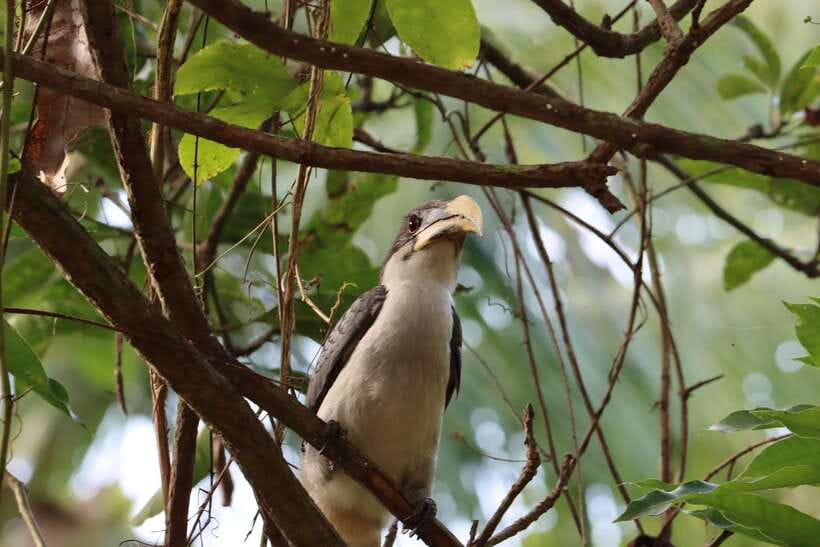Sri Lanka Bentota: Private Mangrove Lagoon and River Cruise - Private group value at $58