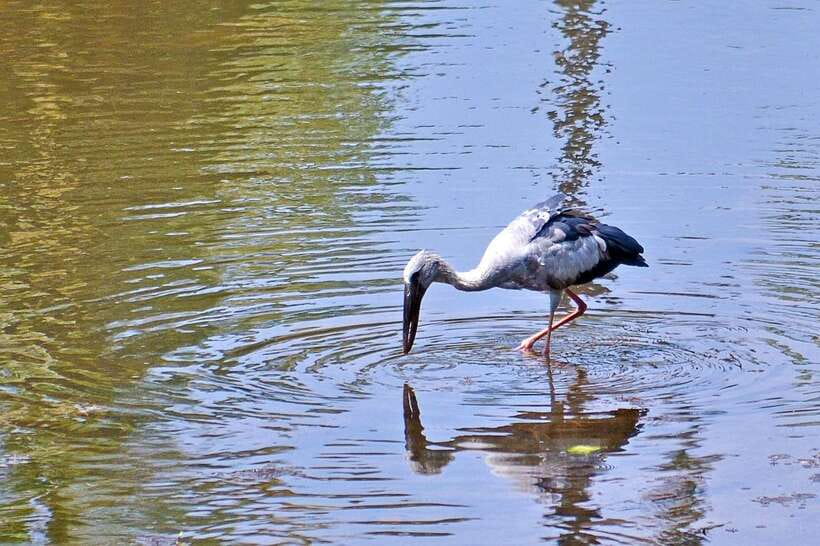 Sri Lanka Bentota: Private Mangrove Lagoon and River Cruise - The first stretch along the hotel shore