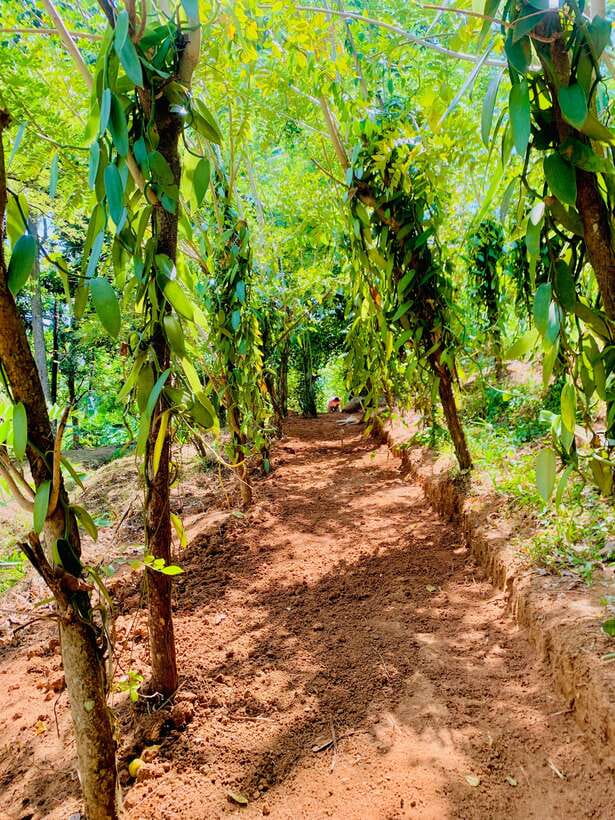 Sri Lanka: Ceylon Cinnamon Experience & Spice Garden Tour - Seeing cinnamon become a finished quill