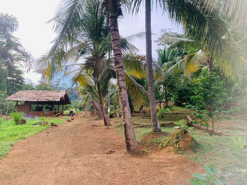 Sri Lanka: Ceylon Cinnamon Experience & Spice Garden Tour - From plantation work to the processing factory