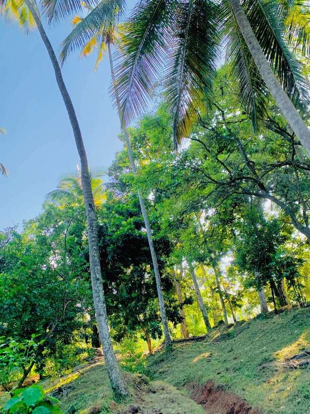 Sri Lanka: Ceylon Cinnamon Experience & Spice Garden Tour - Who will enjoy this tour most