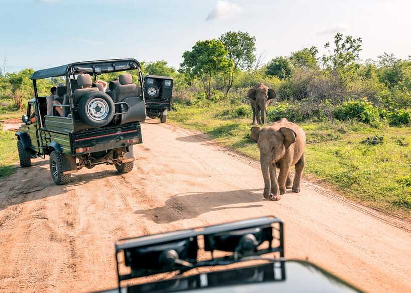 Sri Lanka Cultural Triangle Private 2-Day Tour+Wildlife Tour - A three-hour safari at Minneriya