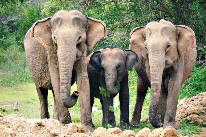 Sri Lanka Customize Multiple day tour packege - Day 1: Dambulla caves and elephant country