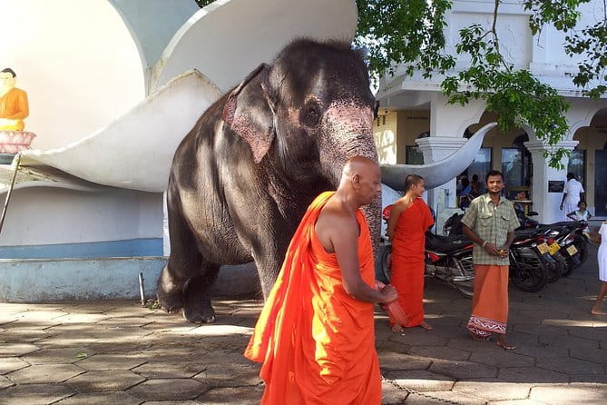 Sri Lanka Ella Private Day Tour Nine Arch & Elephant transit home - What to expect at the Elephant Transit Home