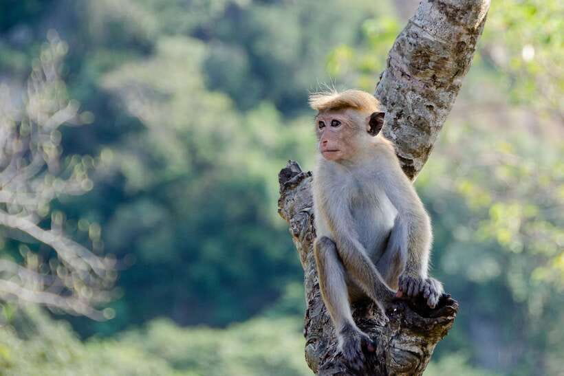Sri Lanka Green Bless- 2-day Private Trip To Enjoy Nature - Who should choose this tour?