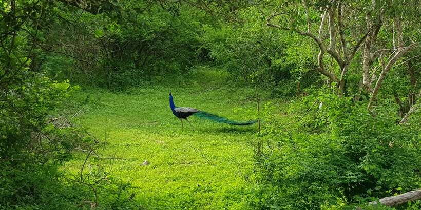 Sri Lanka Nature, culture, history and wildlife in 4 days - The real price of the four-day plan
