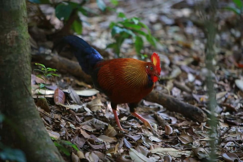 Sri Lanka Nature, culture, history and wildlife in 4 days - Who should choose this tour?