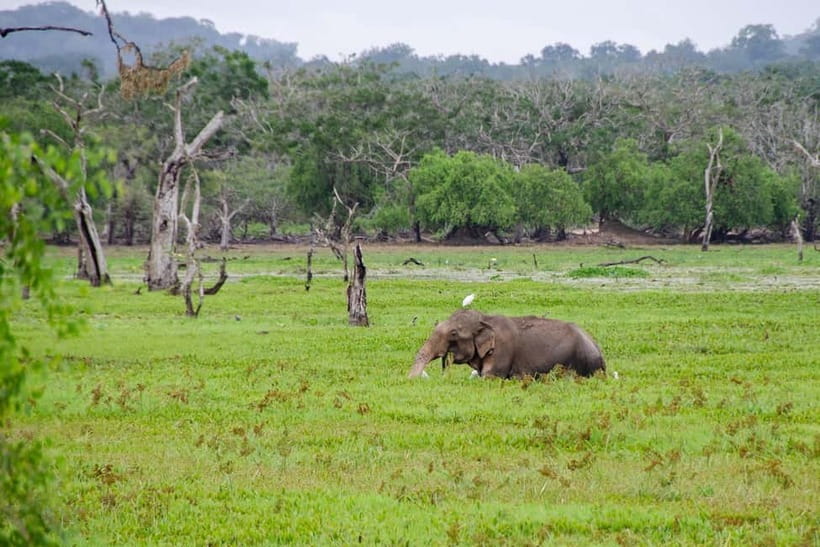 Sri Lanka Private 10-Day Round Tour Car, Guide, Hotels, Food - Days 6 and 7: Tea country and the uncertain Ella train