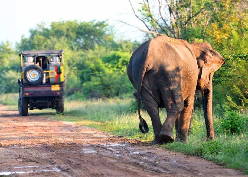 Sri Lanka Private 8-day Tour; Transport, Guide, Hotels, Food - Day 7: Yala safari and the southwest coast