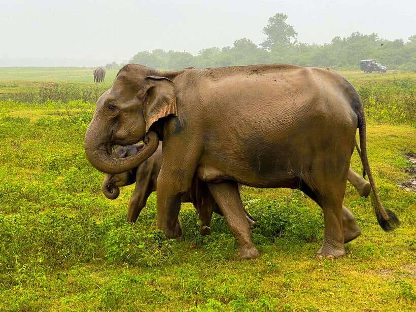 Sri Lanka Private 8-day Tour; Transport, Guide, Hotels, Food - Day 1: Anuradhapura before Sigiriya