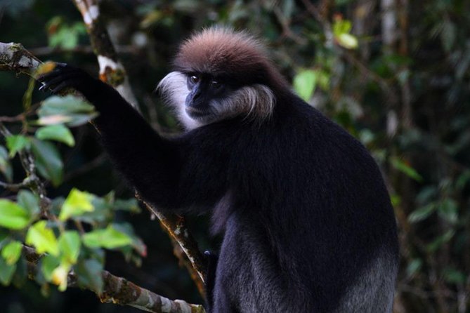 Sri Lanka Sinharaja Rain Forest Tour with Transport - Three hours among birds, waterfalls, and small wildlife