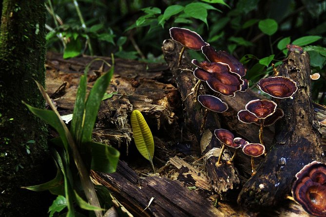 Sri Lanka Sinharaja Rain Forest Tour with Transport - What the guide adds to the walk