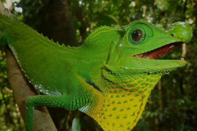 Sri Lanka Sinharaja Rain Forest Tour with Transport - How demanding is the hike?