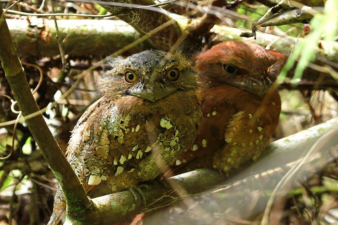 Sri Lanka Sinharaja Rain Forest Tour with Transport - The optional gem stop and what it means