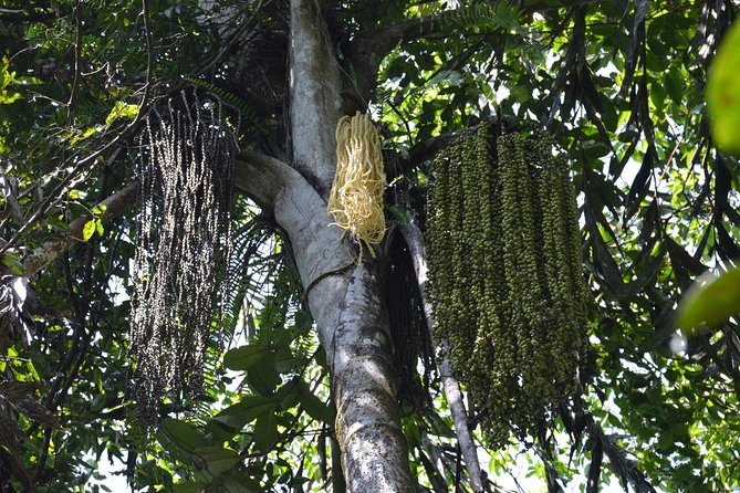 Sri Lanka Sinharaja Rain Forest Tour with Transport - Weather, cancellation, and practical planning
