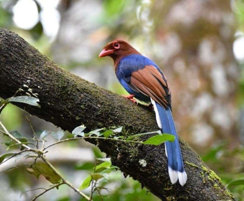 Sri Lanka : Sinharaja Rainforest Guided Trek with Pickup - Starting the 3 to 6-hour forest trek