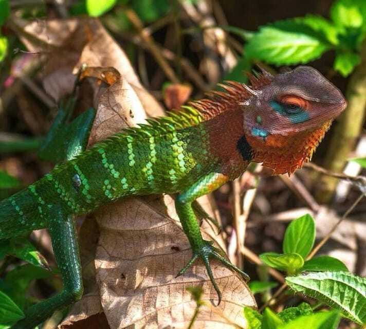 Sri Lanka : Sinharaja Rainforest Guided Trek with Pickup - Should you book the Sinharaja trek?