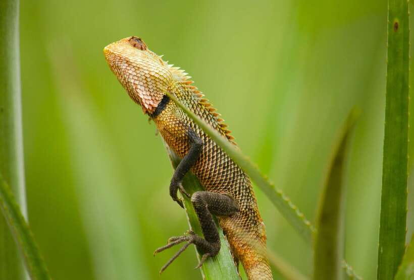 Sri Lanka: Sinharaja rainforest tour from Colombo, Bentota - What to pack for a wet forest day