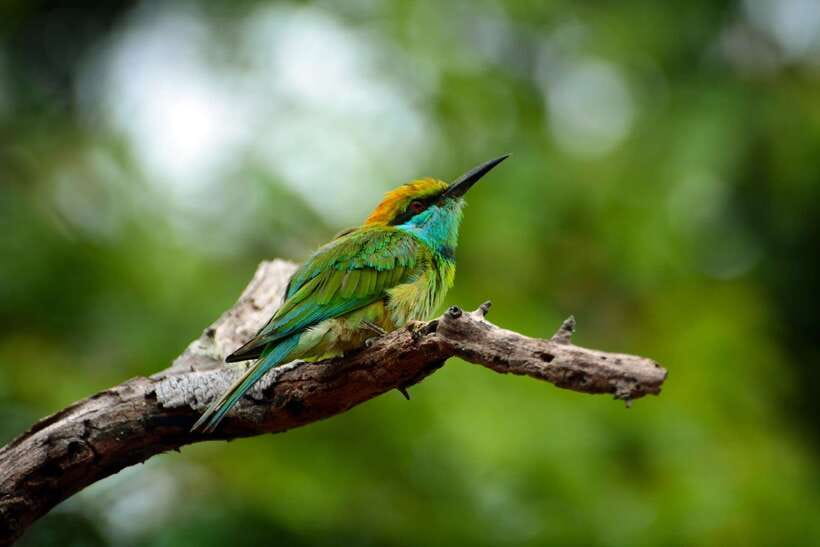 Sri Lanka: Sinharaja rainforest tour from Colombo, Bentota - Four hours on the Sinharaja forest trail
