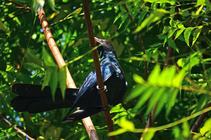 Sri Lanka: Sinharaja rainforest tour from Colombo, Bentota - Waterfalls, orchids, and the value of a guide