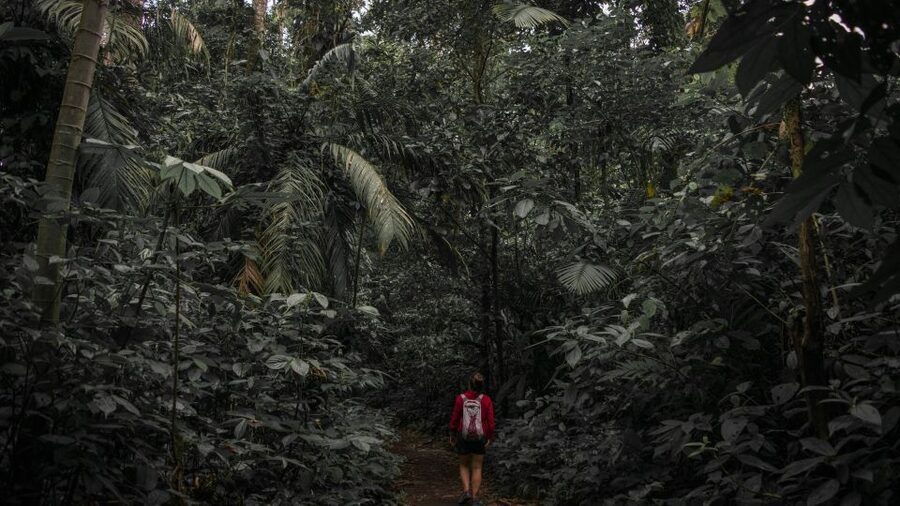 Sri Lanka: Sinharaja rainforest tour from Colombo, Bentota - Birdwatching in a real rainforest
