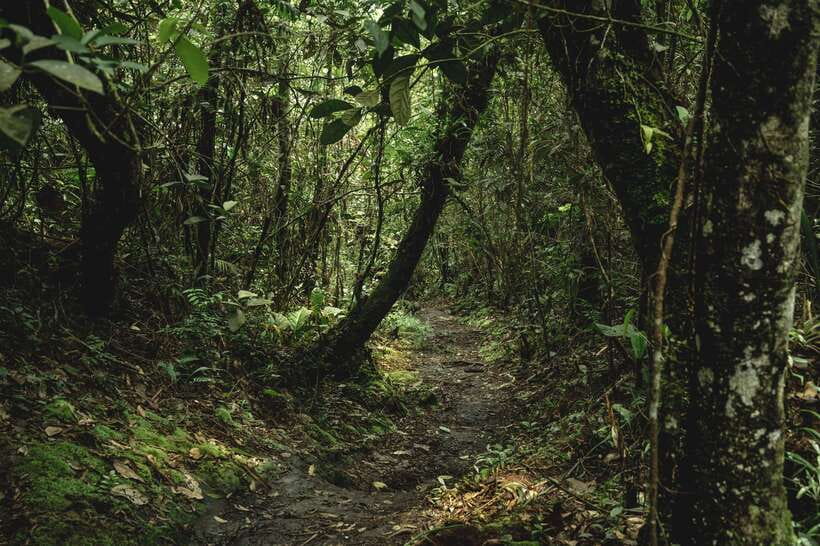 Sri Lanka: Sinharaja rainforest tour from Colombo, Bentota - Reaching Sinharaja’s tallest peak