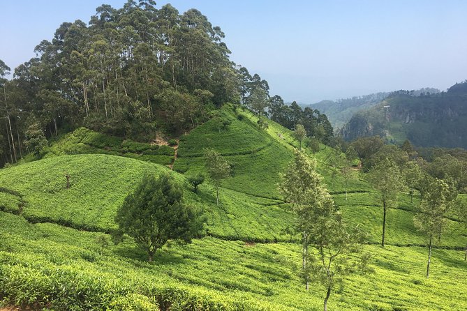 Sri Lanka Tour in 8 Days - Day 3: Kandy’s sacred center and green gardens