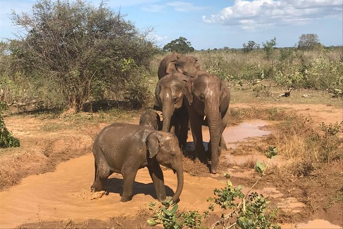 Sri Lanka tours 12-Day wildlife Tour with driver,Car or Van and accommodations - Day 1: Negombo fish market and an easy arrival