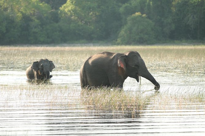 Sri Lanka tours 12-Day wildlife Tour with driver,Car or Van and accommodations - Day 2: Wilpattu and Anuradhapura
