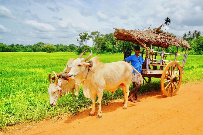 Sri Lanka Travel in 08 Nights 09 Days - Day 3: Minneriya and the elephant country