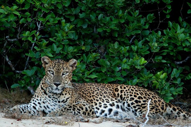 Sri Lanka Unveiled: 12 Nights Complete Experience Package - Negombo begins gently, then gets local