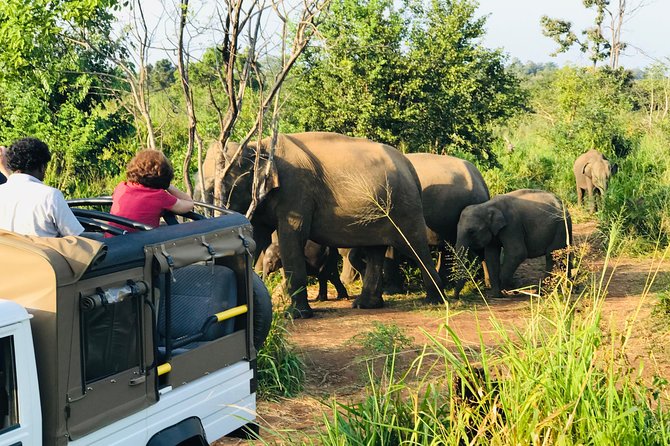 Sri Lanka Wild Life Uniqe Safari 26 - Why the driver matters more than the timetable
