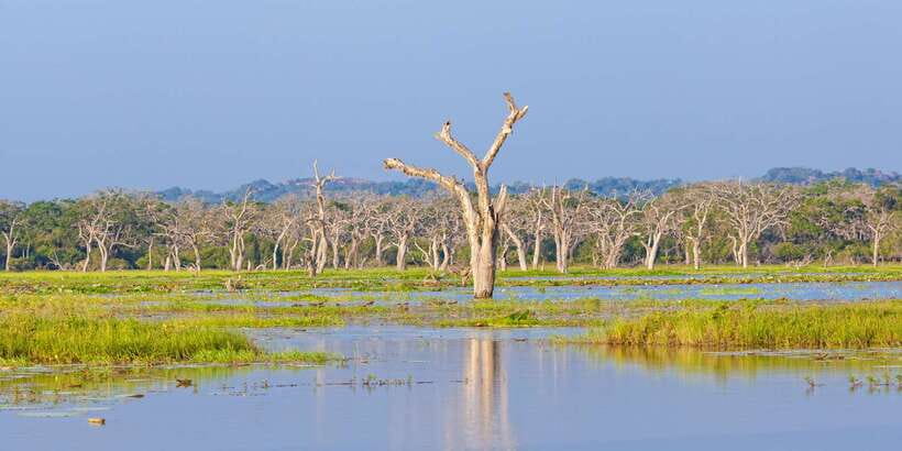 Sri Lanka: Wilpattu National Park Safari Tour in a 4WD Jeep - Wilpattu’s animals beyond the big cats
