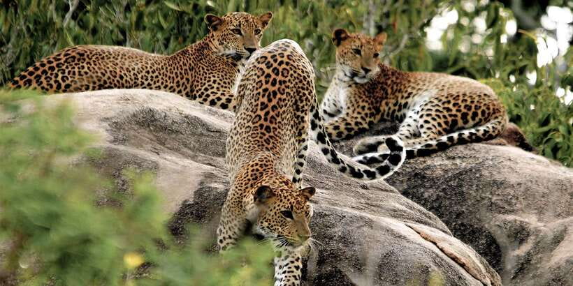 Sri Lanka: Yala National Park Private Safari - Key points to know before you book
