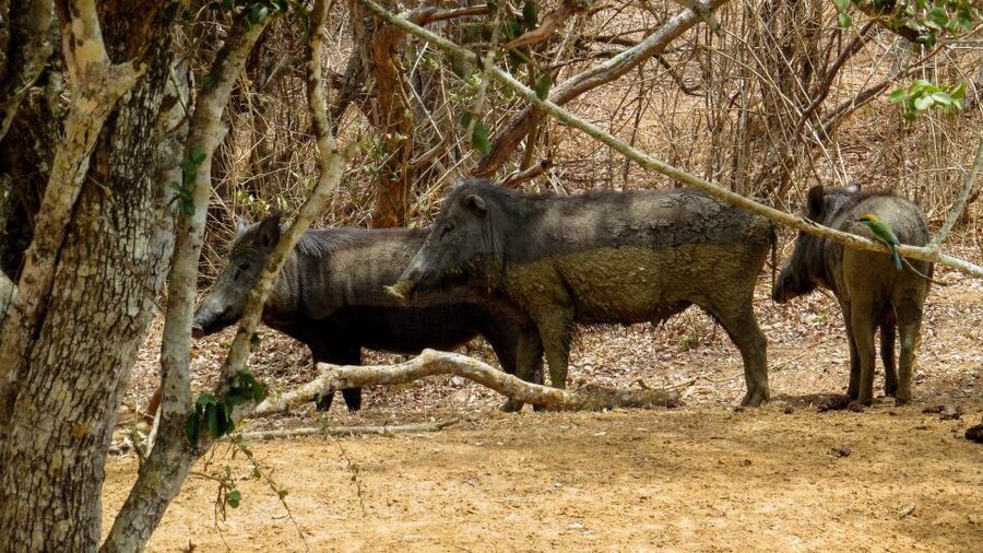 Sri Lanka: Yala National Park Private Safari - Small details that make the ride better