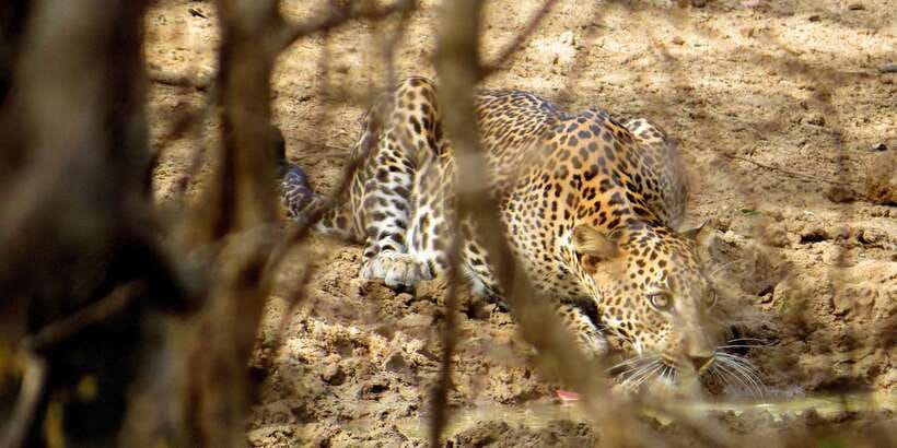 Sri Lanka: Yala National Park Private Safari - Why Yala National Park is worth the early start