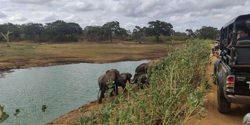 Sri Lanka: Yala National Park Private Safari - What the three to four hours actually involve