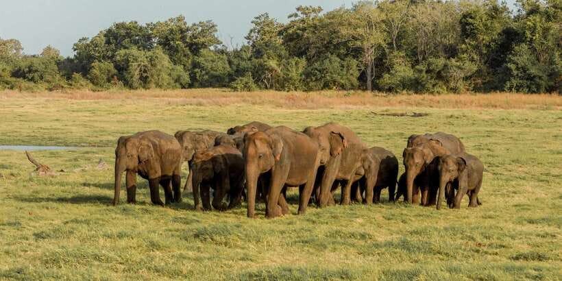 Sri Lanka: Yala National Park Private Safari - Leopard searches require patience