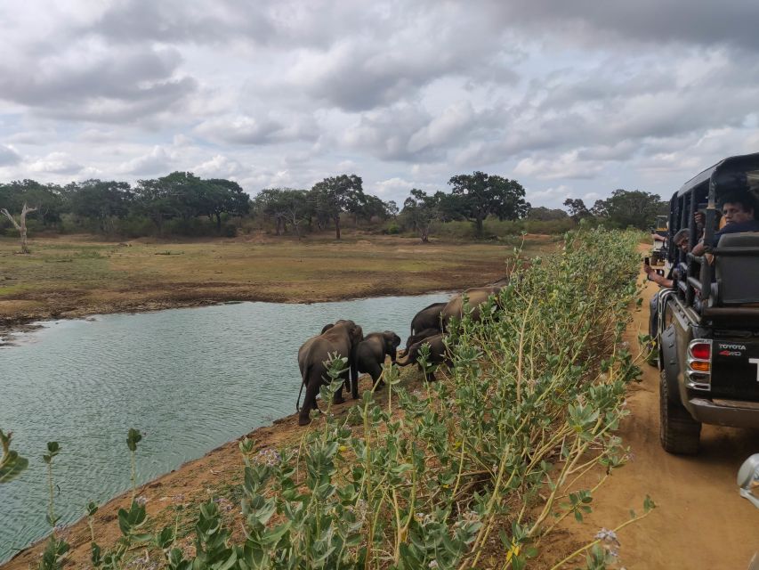 Sri Lanka: Yala National Park Private Safari - Elephants, deer, birds, and the rest of the cast