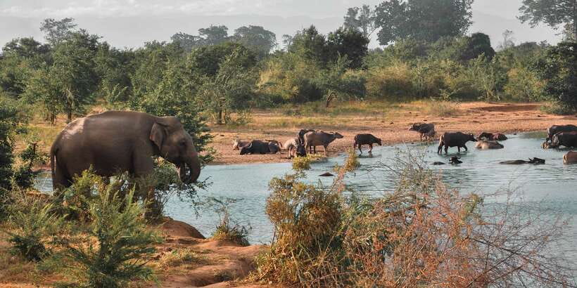 Sri Lanka: Yala National Park Private Safari - Is $43 per person good value?