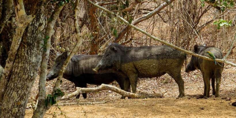 Sri Lanka: Yala National Park Private Safari - Who will enjoy this safari most?