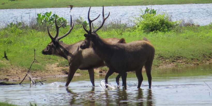 Sri Lanka: Yala National Park Private Safari - The Yala Park Gate is the real starting point