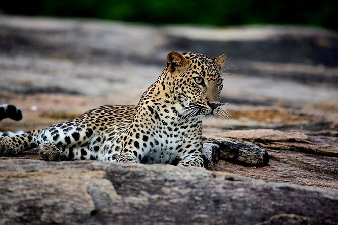 Sri Lanka Yala Wildlife Safari Tours - Key points to know before booking
