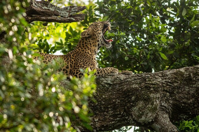 Sri Lanka Yala Wildlife Safari Tours - Why the 5:00 AM start matters in Yala