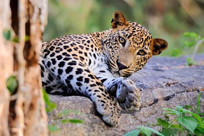 Super Luxury Jeep Safari at Yala National Park - What the $77 Yala safari really gives you